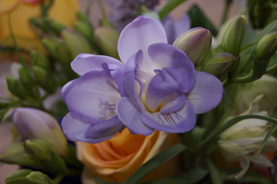 Frézia 