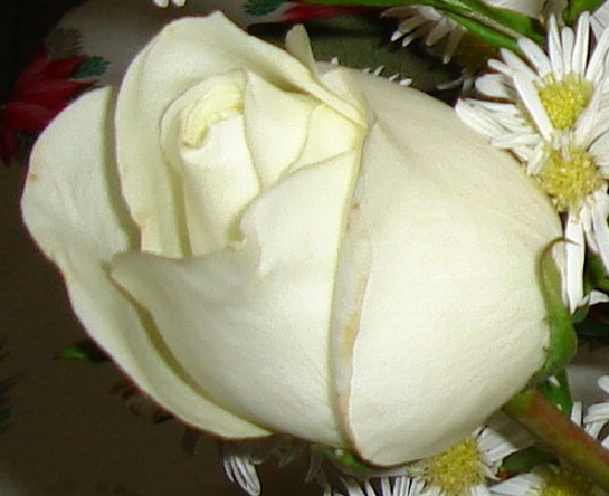 Rózsák 