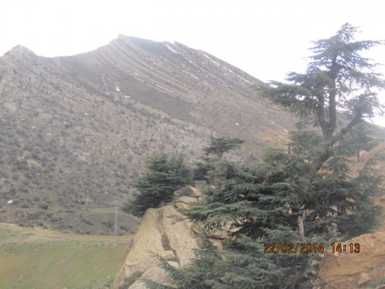 cedrus