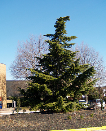 Cédrusok 