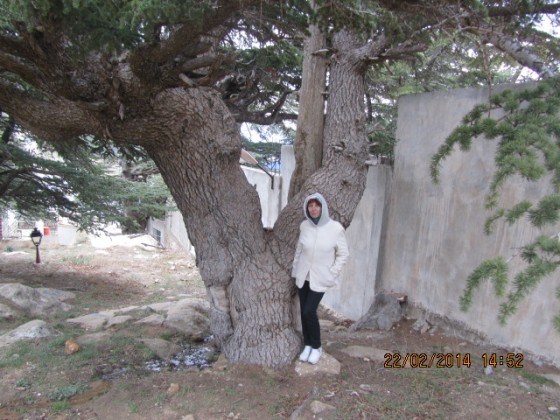 Chelia-i cedrus