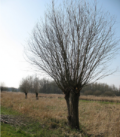 Fűz 