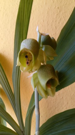 catasetum