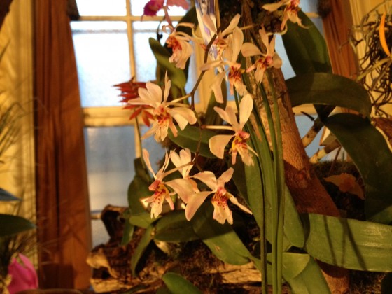Orchidea