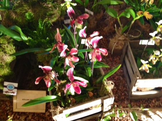 Orchidea