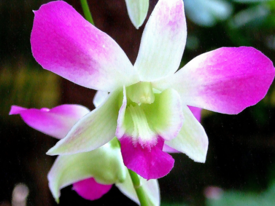 Orchideák 