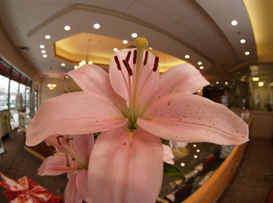 Orchideák 