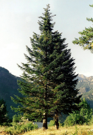 Közönséges jegenyefenyő