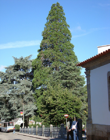 Atlasz cédrus