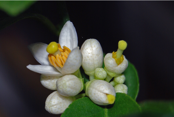 Citrusfajok 