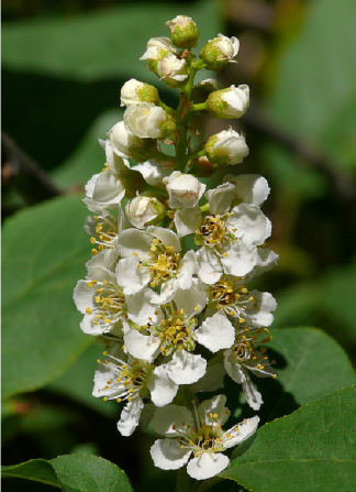 Prunus fajok