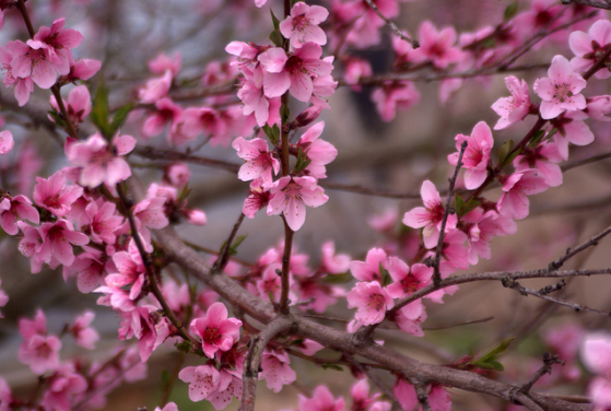 Prunus fajok
