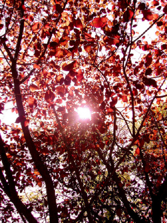 Prunus fajok