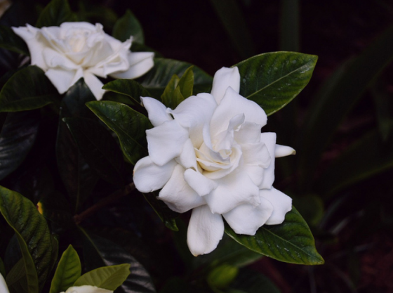 Gardénia 