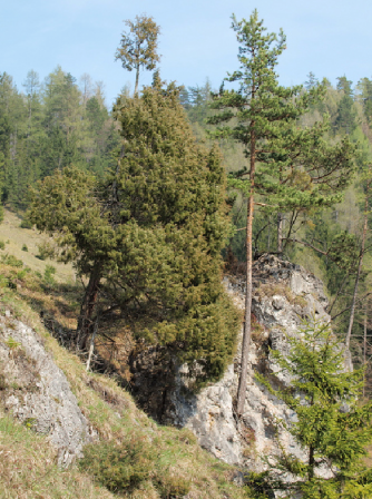 Boróka 