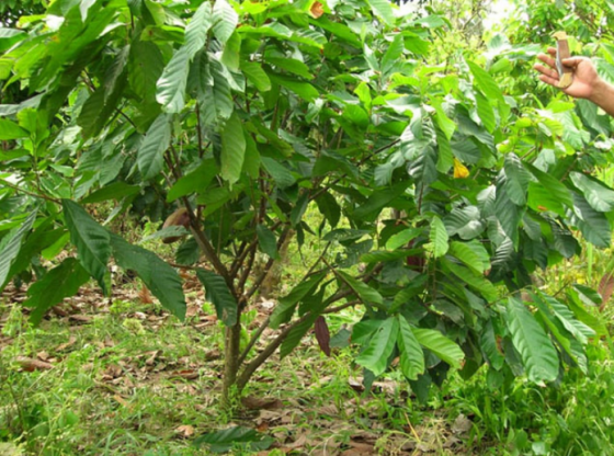 Kakaó 