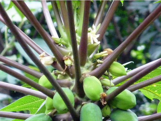 Papaya 