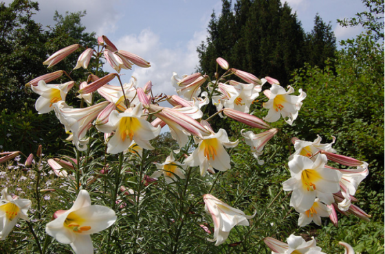 Liliomok 