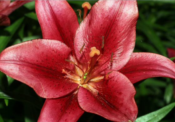 Liliomok 