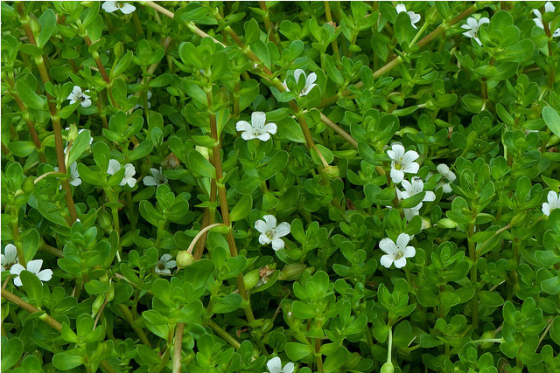 Bacopa 