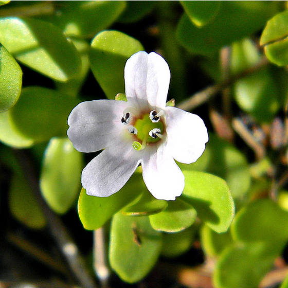 Bacopa 