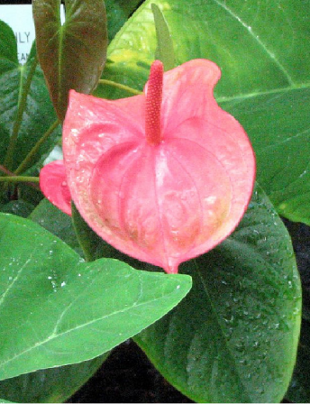 Flamingóvirág 