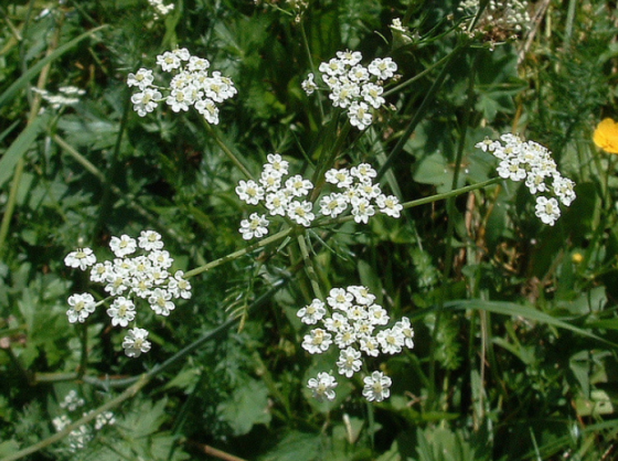 Kömény 