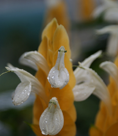 Afelandra 
