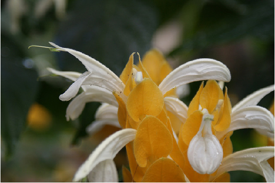 Afelandra 