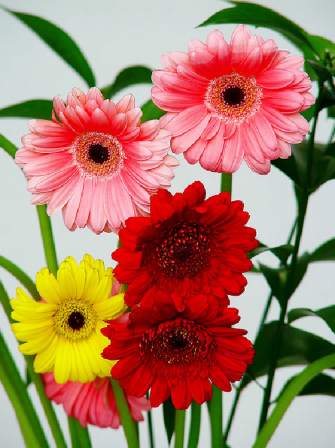 Gerbera 
