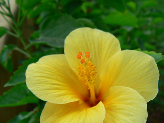Hibiszkusz