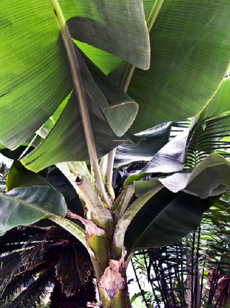 Banán 