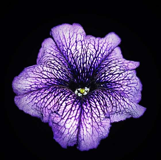 Petúnia 